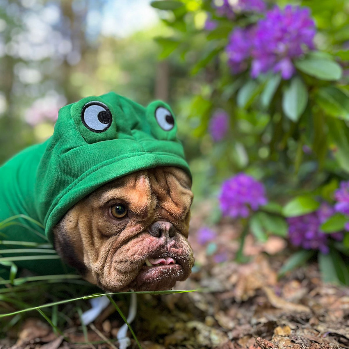 Frog Dog Hoodie