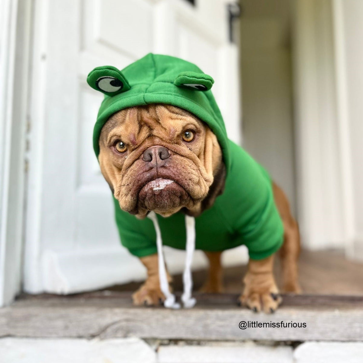 Frog Dog Hoodie