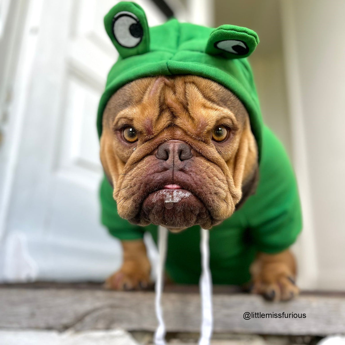 Frog Dog Hoodie