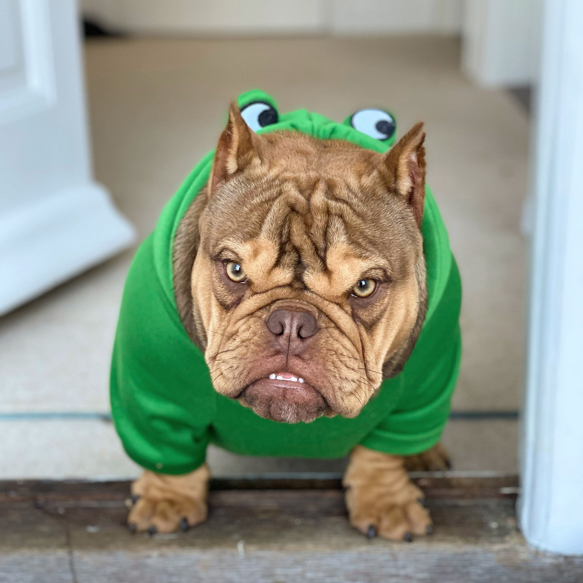 Frog Dog Hoodie