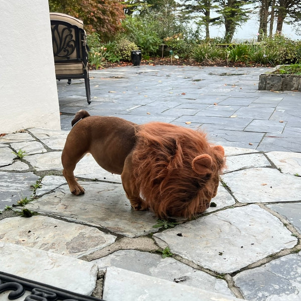 Majestic Paws Fancy Dress Dog Lion's Mane Collar