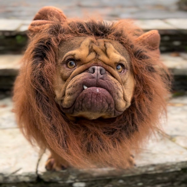 Majestic Paws Fancy Dress Dog Lion's Mane Collar