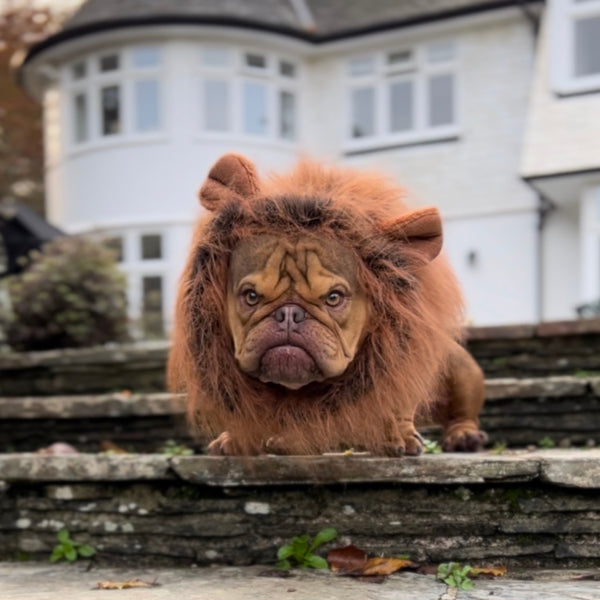 Majestic Paws Fancy Dress Dog Lion's Mane Collar