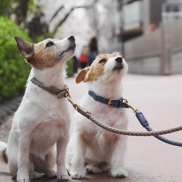 Stylish Vegan Leather Rope Dog Collar and Leash Set